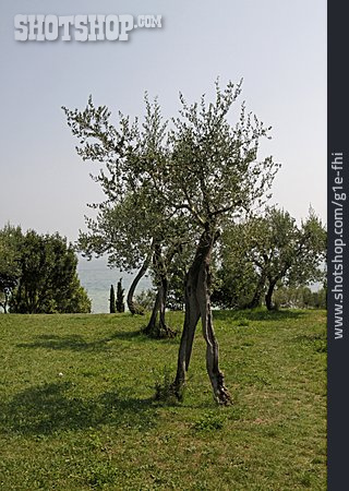 
                Baum, Olivenbaum                   