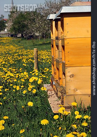 
                Beehive, Beekeeping                   