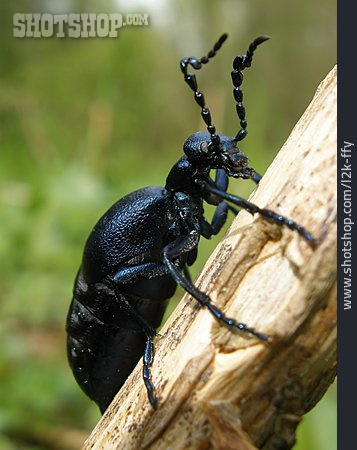 
                Schwarzblauer ölkäfer                   
