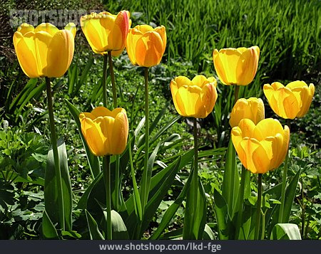 
                Garten, Tulpe, Tulpenblüte                   