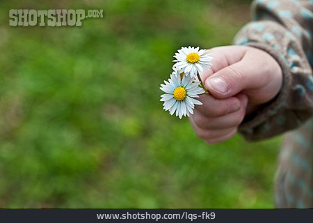 
                Hand, Gänseblümchen, Blumengeschenk                   