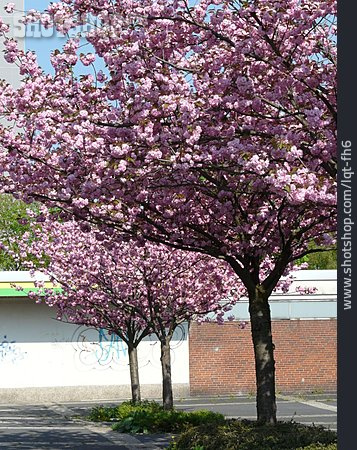 
                Japanische Blütenkirsche, Kirschbaumblüte                   