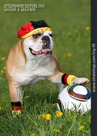 
                Hund, Deutsch, Bulldogge, Fußballfan                   