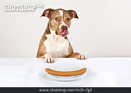 
                Hund, Hungrig, Verlockung                   