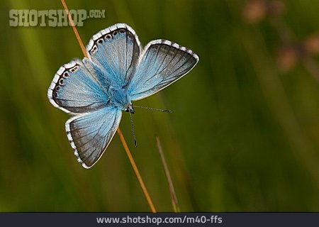 
                Schmetterling, Bläuling                   