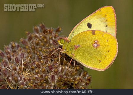 
                Schmetterling, Goldene Acht                   