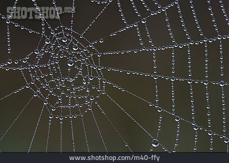 
                Spinnennetz, Tautropfen                   