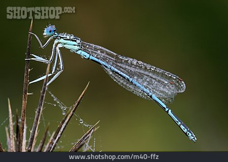 
                Blaue Federlibelle                   