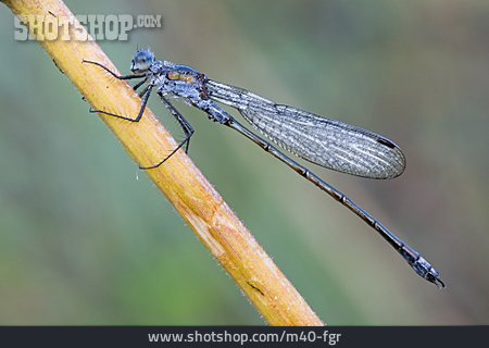 
                Libelle, Gemeine Binsenjungfer                   