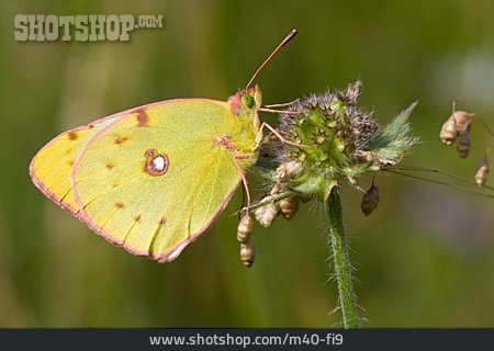
                Schmetterling, Goldene Acht                   