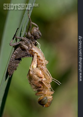
                Dragonfly, Hatching, Libellulidae                   