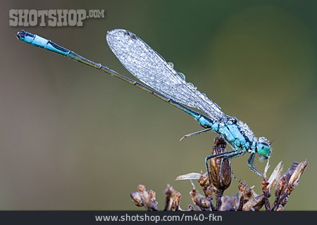 
                Libelle, Große Pechlibelle                   