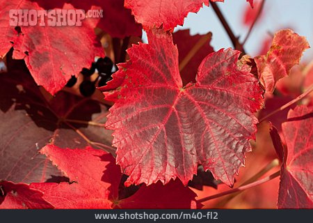 
                Herbstlich, Weinblatt, Herbstfarben                   