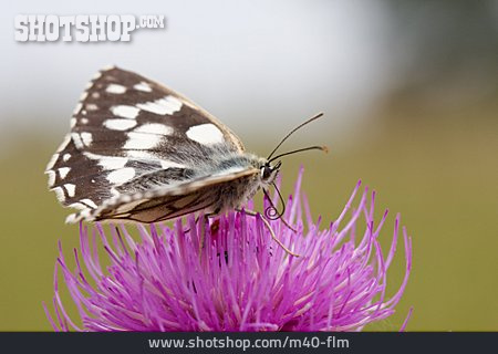 
                Schmetterling, Schachbrettfalter                   