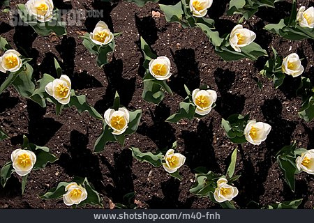 
                Tulpe, Blumenbeet, Tulpenbeet                   