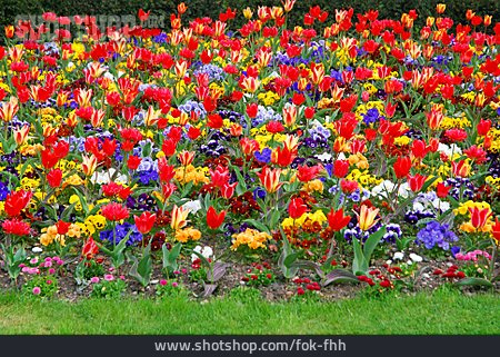 
                Tulpe, Blühen, Blütenpracht, Frühblüher, Blumenbeet                   