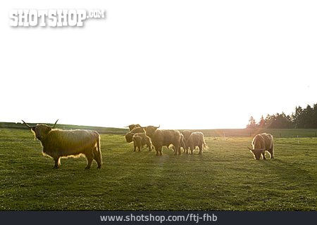 
                Schottisches Hochlandrind, Rinderherde                   
