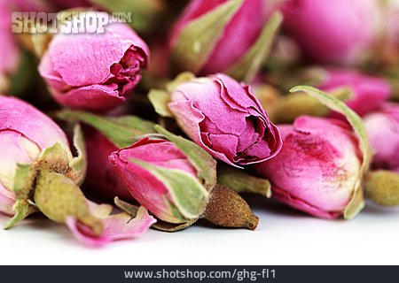 
                Rose, Rosenblüte, Rosenknospe                   
