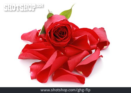 
                Blütenblatt, Rosenblüte, Rote Rose                   