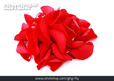 
                Rosenblatt, Blütenblatt                   