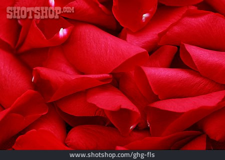 
                Rot, Rosenblatt, Blütenblatt                   