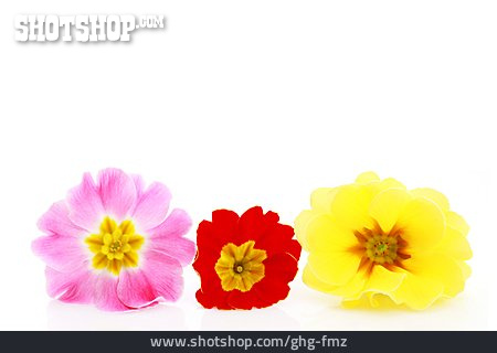 
                Blüte, Frühlingsblume, Primelblüte                   