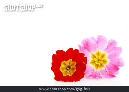 
                Blüte, Frühlingsblume, Primelblüte                   