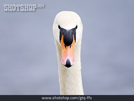 
                Swan, Swan Head                   