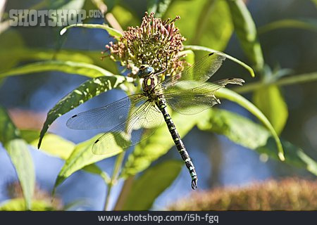 
                Libelle, Blaupfeil                   