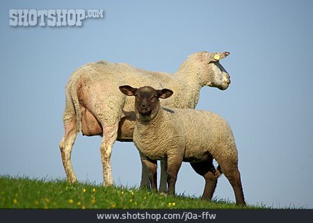 
                Schaf, Lamm                   