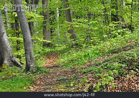 
                Wald, Laubwald, Waldboden, Unterholz, Buchenwald                   