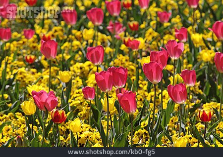 
                Tulpe, Blütenpracht                   