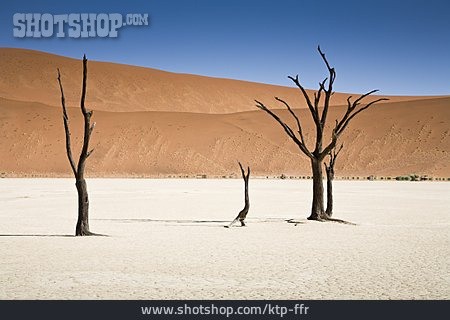
                Dürre, Akazie, Sossusvlei, Namib-wüste                   