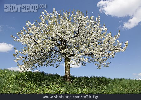 
                Baum, Kirschbaum, Frühling, Blühen, Obstbaum                   