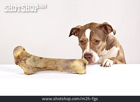 
                Hund, Hungrig, Knochen                   