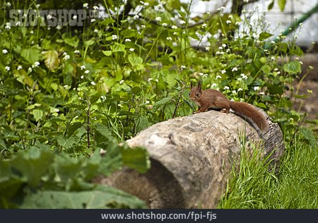 
                Eichhörnchen                   