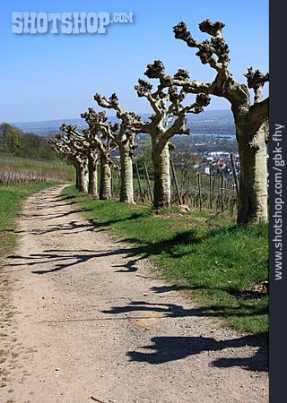 
                Weinanbaugebiet, Platane, Mittelrhein                   
