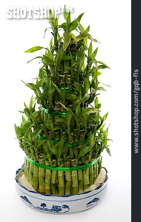 
                Bambus, Bambuspflanze                   