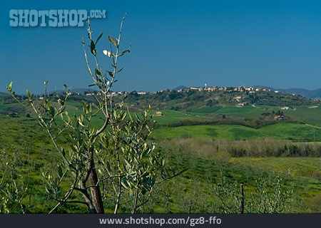 
                Landschaft, Toskana, Olivenbaum                   