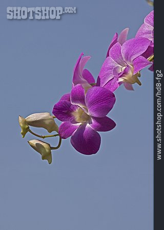 
                Blüte, Phalaenopsis, Orchideenblüte                   