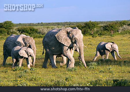 
                Elefantenherde, Etosha-nationalpark                   