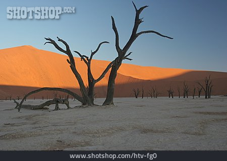 
                Trockenheit, Sossusvlei, Namib-wüste                   