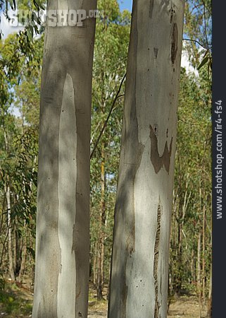 
                Baumstamm, Eukalyptusbaum                   