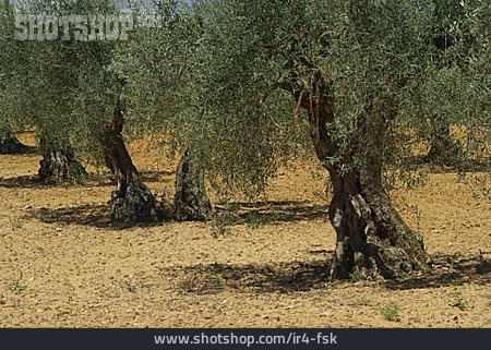 
                Olivenbaum, Olivenhain, ölbaum                   