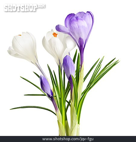 
                Frühlingsblume, Krokus, Krokusblüte                   
