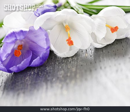 
                Frühlingsblume, Krokusblüte                   