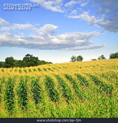 
                Landwirtschaft, Maisfeld, Nutzpflanze, Anbau                   