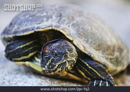 
                Schildkröte, Rotwangen-schmuckschildkröte                   