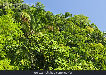 
                Urwald, Tropisch, Regenwald                   