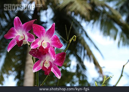 
                Phalaenopsis, Orchideenblüte                   